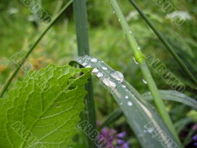 Dew on the leaves after rain