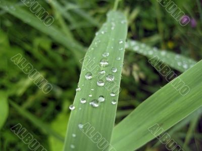 Dew on the leaves after rain