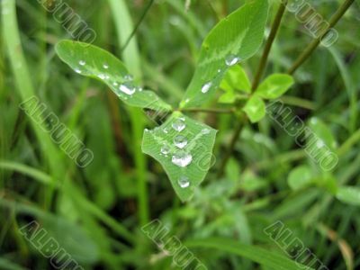 Dew on the leaves after rain