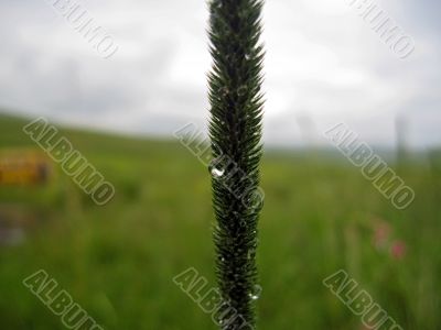 Dew on the leaves after rain