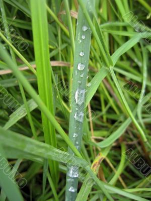 Dew on the grasss after rain