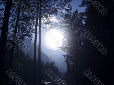Big white sun shining through the forest