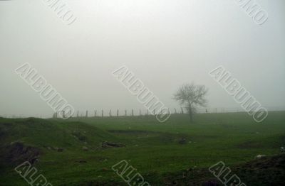Lonely tree on the meadow in the mist