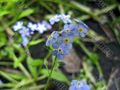 Blue little flowers blosoom on the meadow