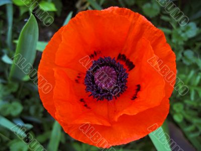 Red flower blossom in the garden