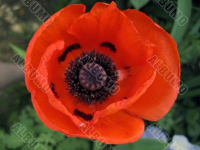 Red flower blossom in the garden