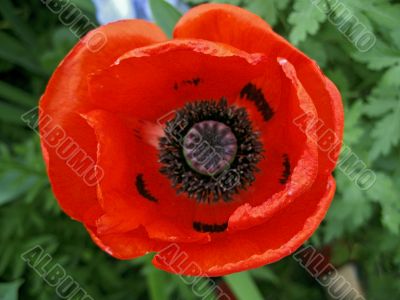 Red flower blossom in the garden