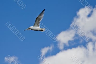 A white seagull flying up in the air