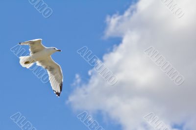 A white seagull flying up in the air