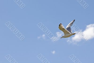 A white seagull flying up in the air
