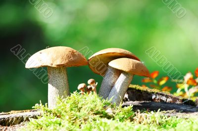 Orange Cap Boletus mushrooms 