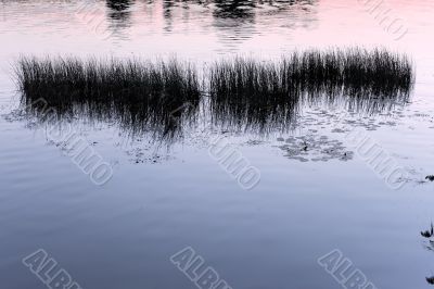 Silhouettes of water plants