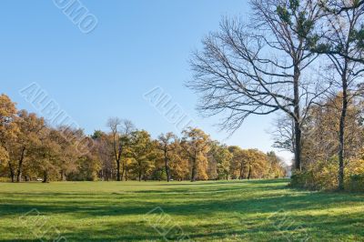 Meadow