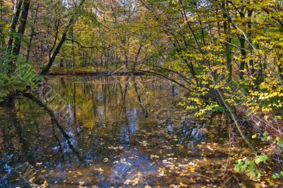 Beautiful pond