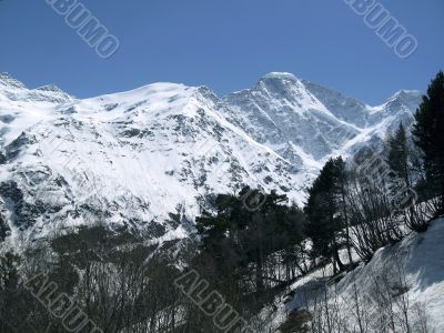 Mountain and the forest