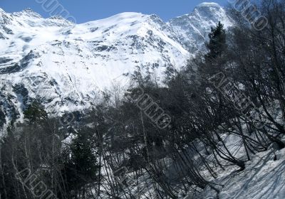 Mountain and the forest