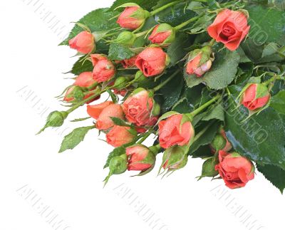 small red roses