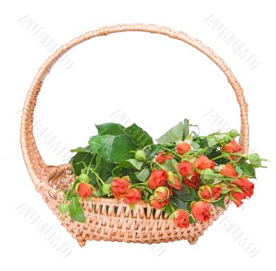 small red roses