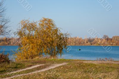 Tree near the river