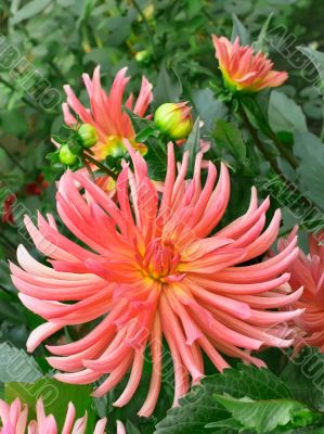 Dahlias in the flowerbed