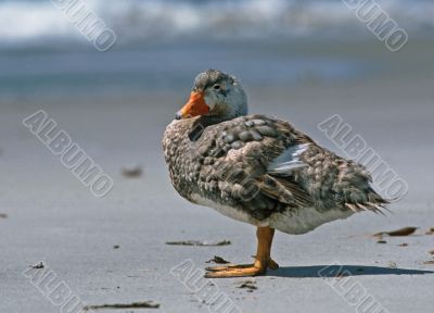 Steamer-duck