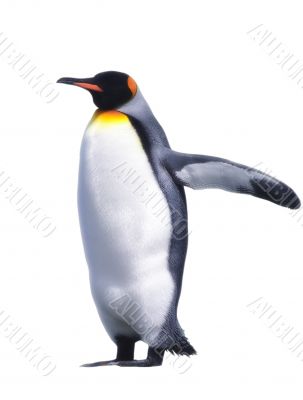 Isolated emperor penguin