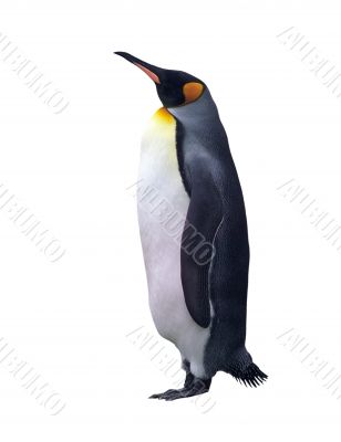 Isolated emperor penguin with clipping path