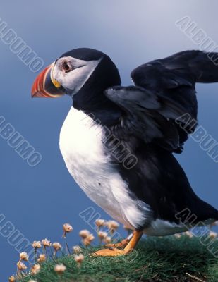 Puffin