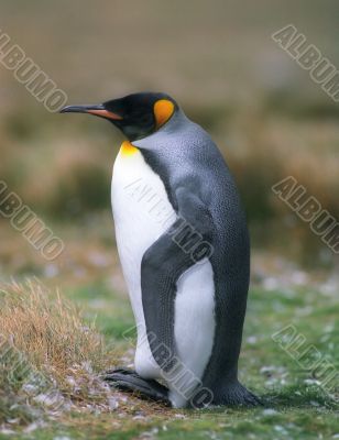 King penguin