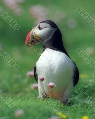 Puffin