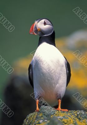 Puffin