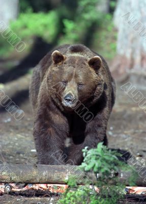 Brown bear