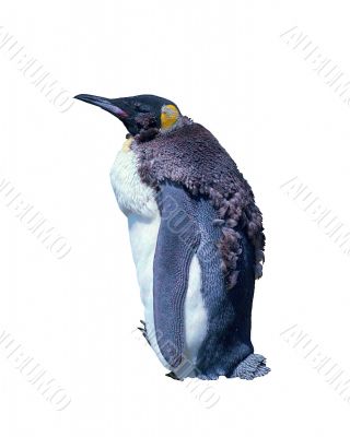 Isolated emperor penguin on white