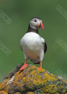 Puffin