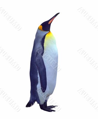 Isolated emperor penguin over white