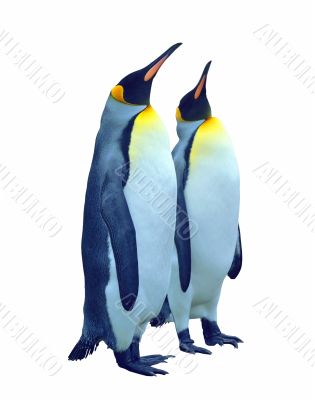 Isolated two emperor penguin with clipping path