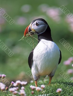 Puffin