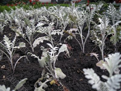 Cineraria and salvia blooming