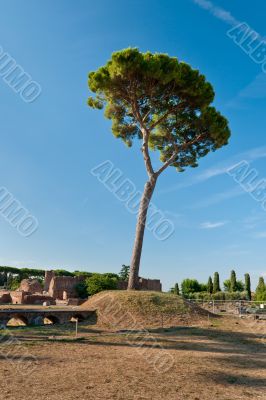 Tree at the Palatine Hill