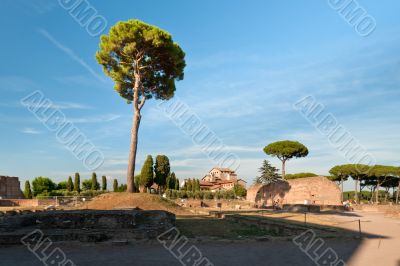 Tree at the Palatine Hill