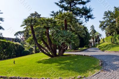 Tree at the Vatican Gardens