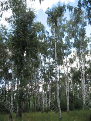 summer rural landscape with forest 