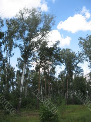 summer rural landscape with forest 