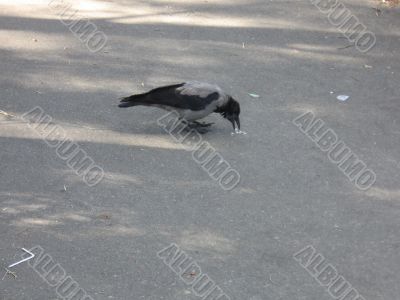 big gray crow