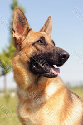 german shepherd