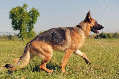 german shepherd