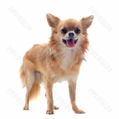 brown chihuahua