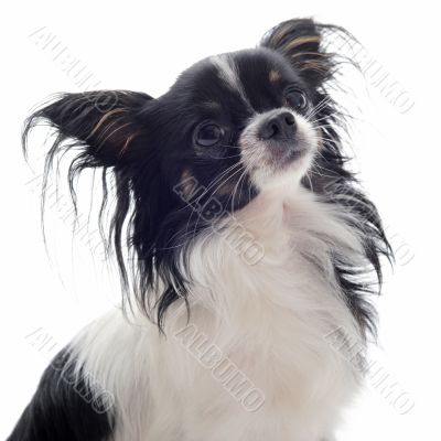 chihuahua