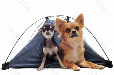 puppy and adult chihuahuas in tent