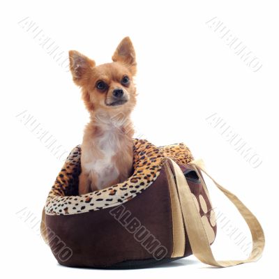 travel bag and chihuahua